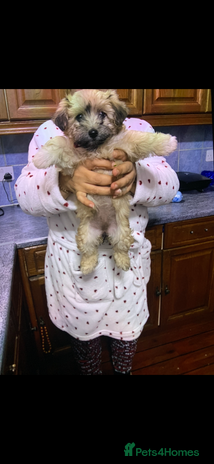 Maltese dogs Havanese - Advert 14