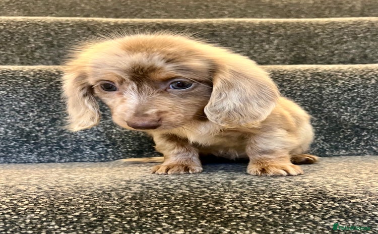 Miniature Dachshund dogs - Advert 2