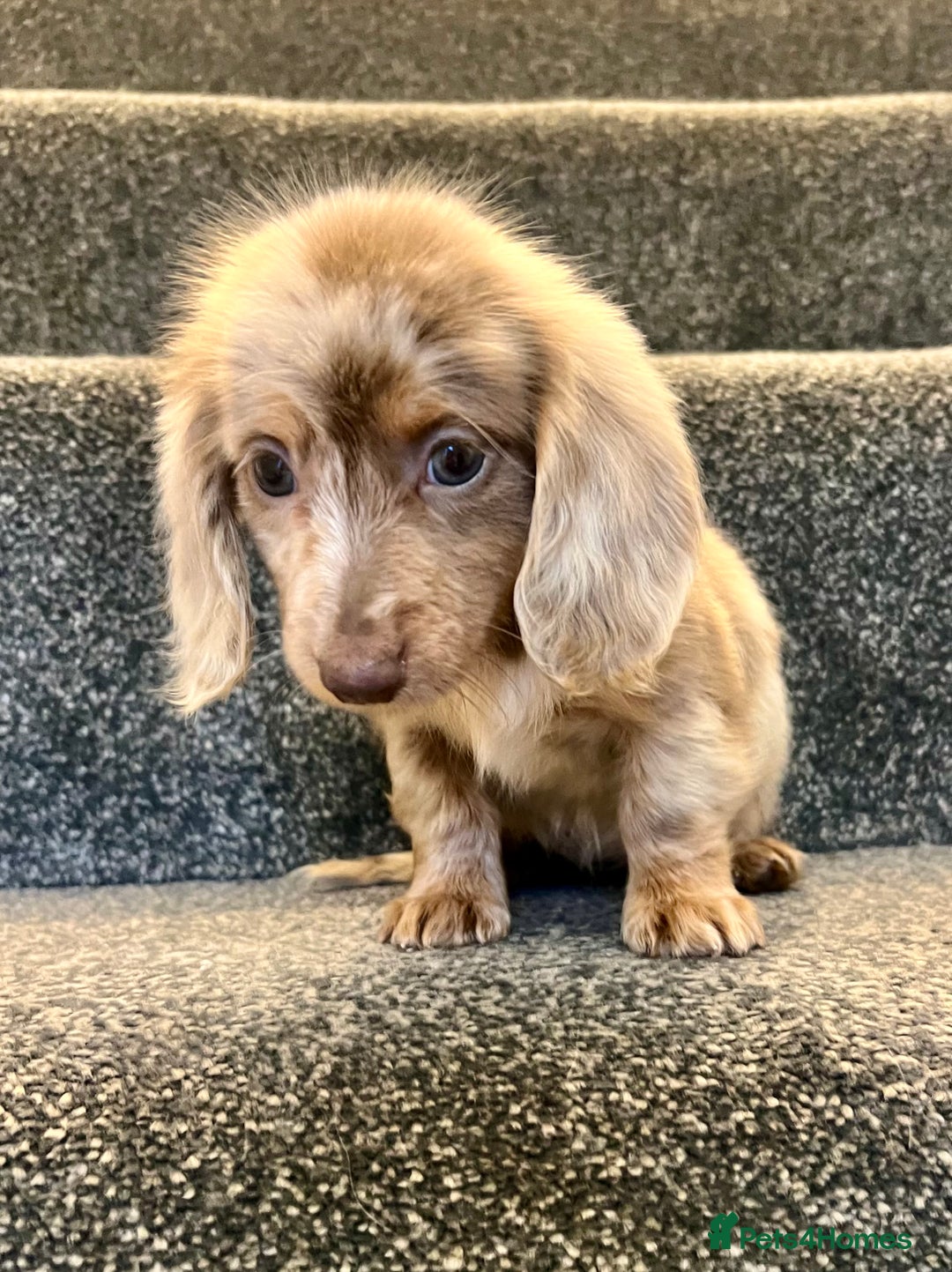 Miniature Dachshund dogs for sale: Miniature dachshund pups - Image 1