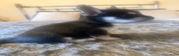Chihuahua dogs for sale: Beautiful Chihuahua puppies  - Advert 3