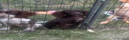 Cocker Spaniel dogs for sale: Cocker Spaniel Puppies 2girl/2boys   - Advert 5