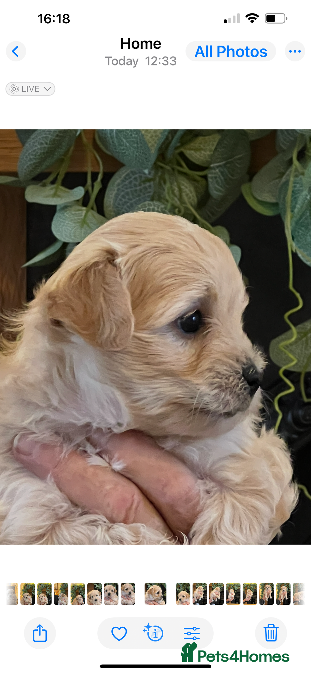 Maltipoo dogs for sale: Maltipoo puppies  - Advert 19