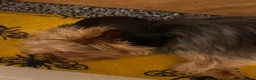 Yorkshire Terrier dogs for sale: ADORABLE YORKSHIRE TERRIER PUPPIES FOR SALE 💕🐾 - Advert 14