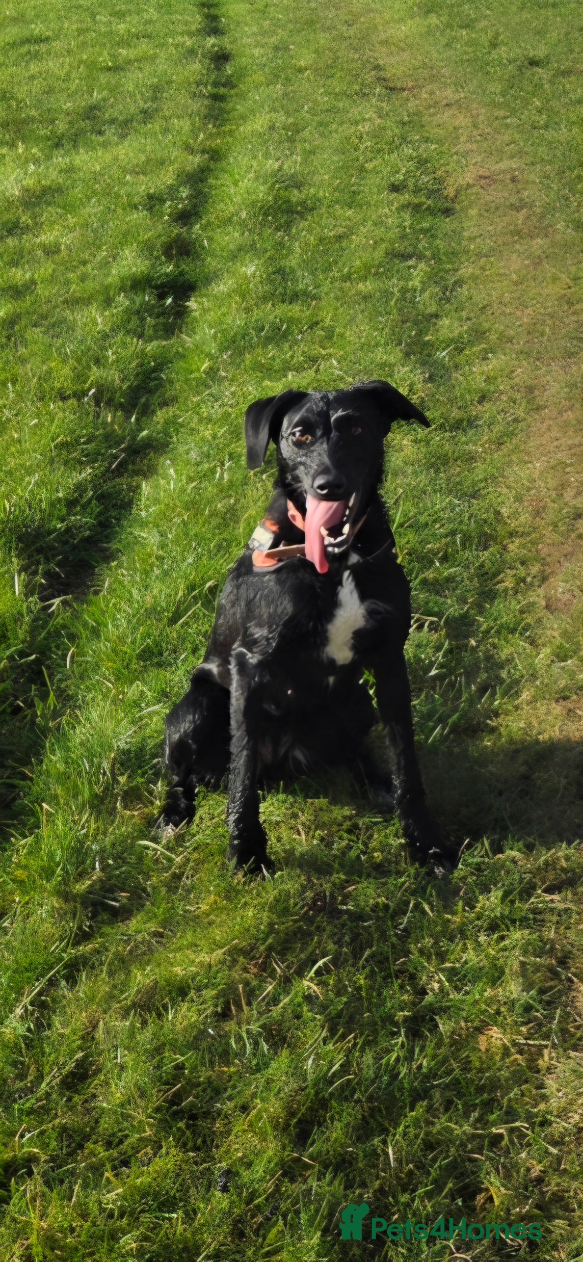 Mixed Breed dogs Saluki x Labrador  in Carlisle - Advert 1