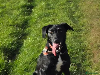 Mixed Breed dogs Saluki x Labrador in Carlisle - Advert 2