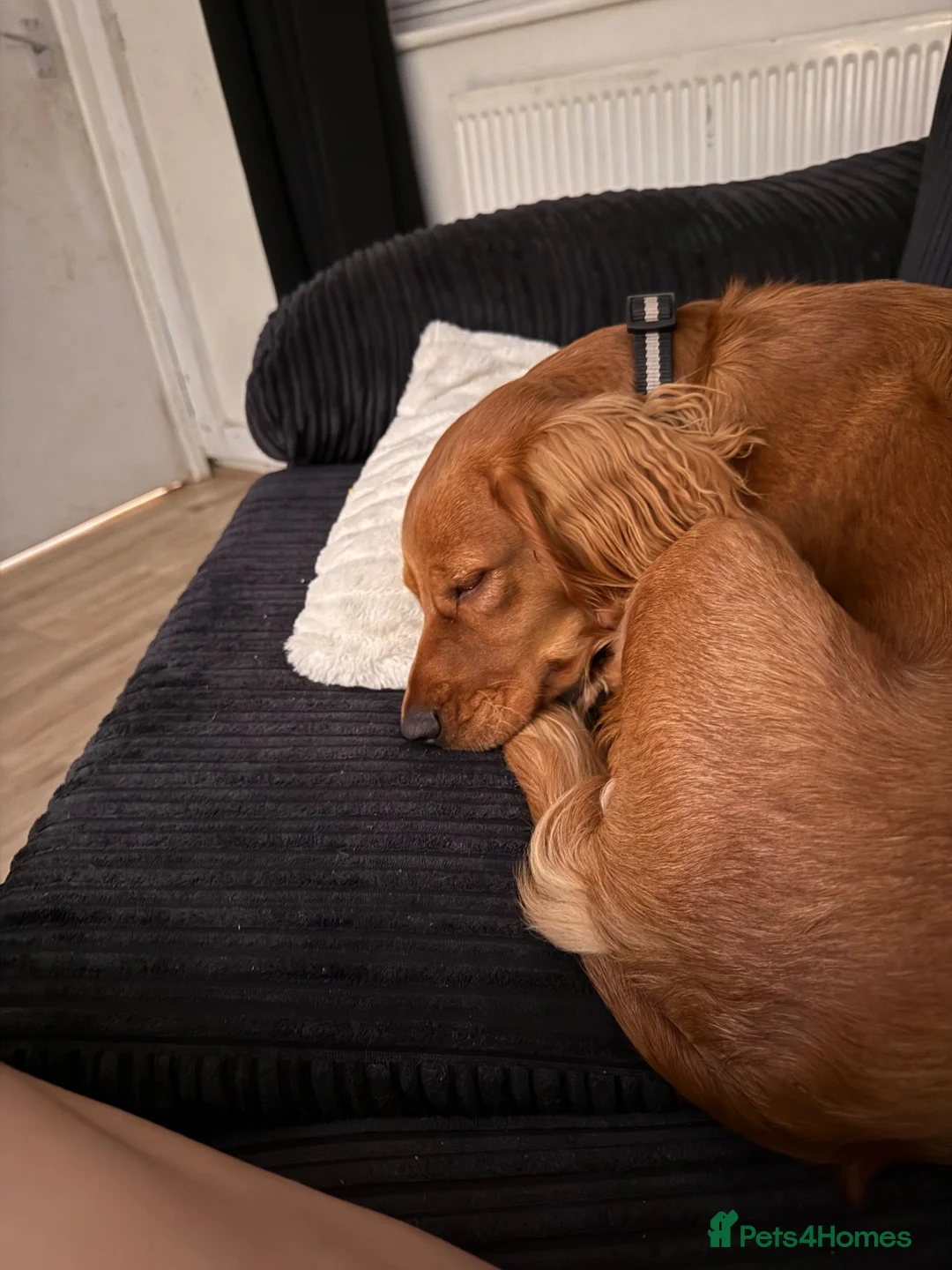 Cocker Spaniel dogs for sale: Teddy  - Advert 4