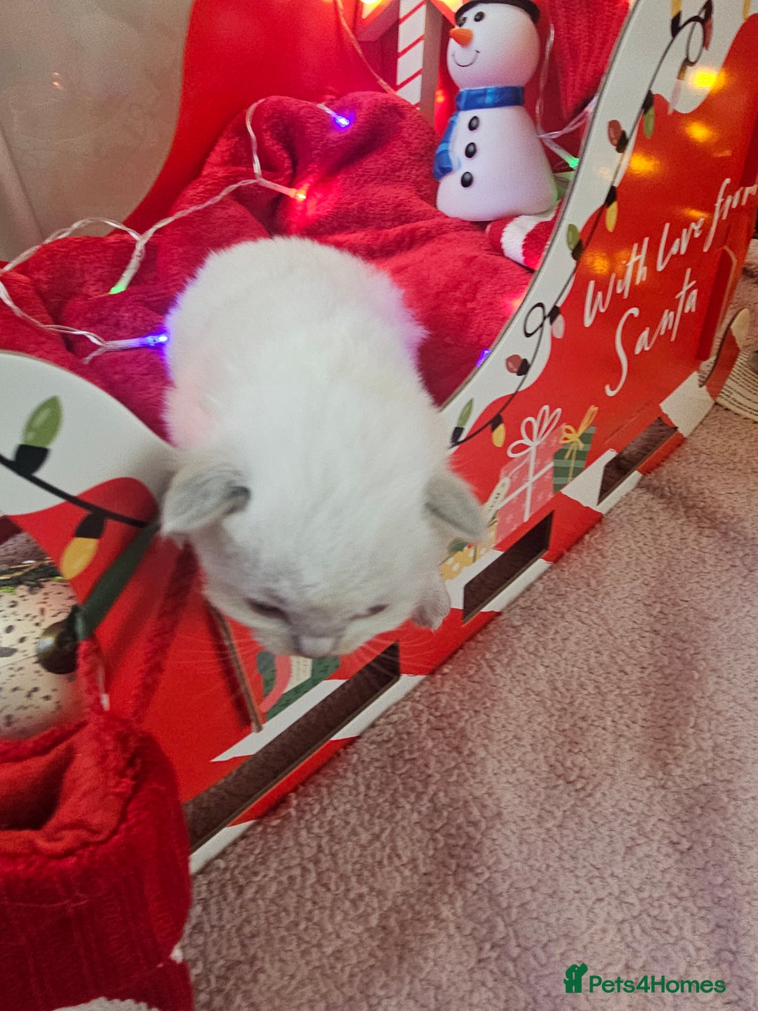 Ragdoll cats for sale: 8 beautiful ragdolls ready for Christmas 🎁 - Advert 31