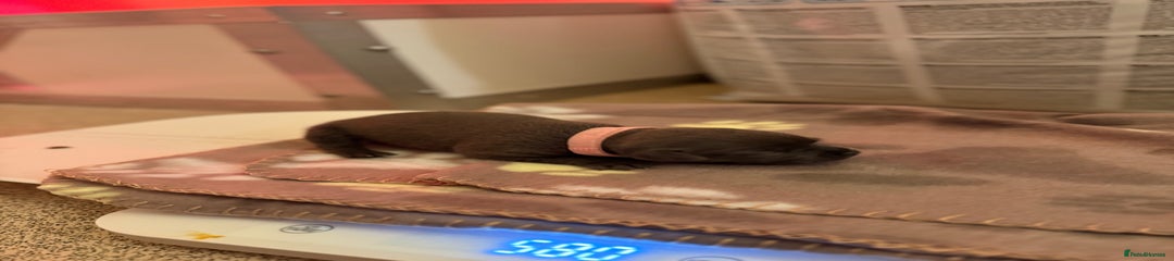 Staffordshire Bull Terrier Puppy 1