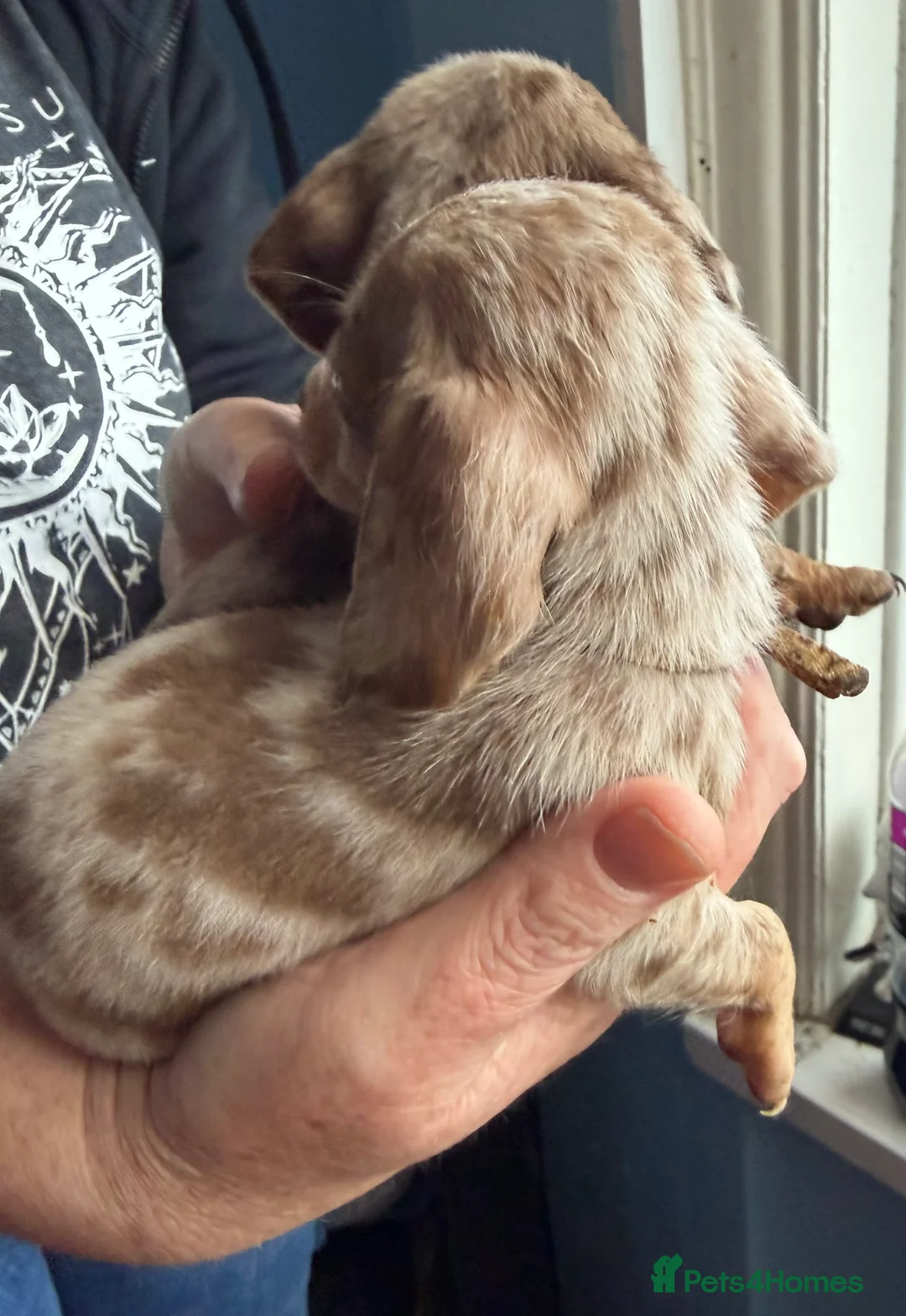 Miniature Dachshund dogs for sale: KC Reg Miniature Dachshunds Dapple Isabella    - Advert 15