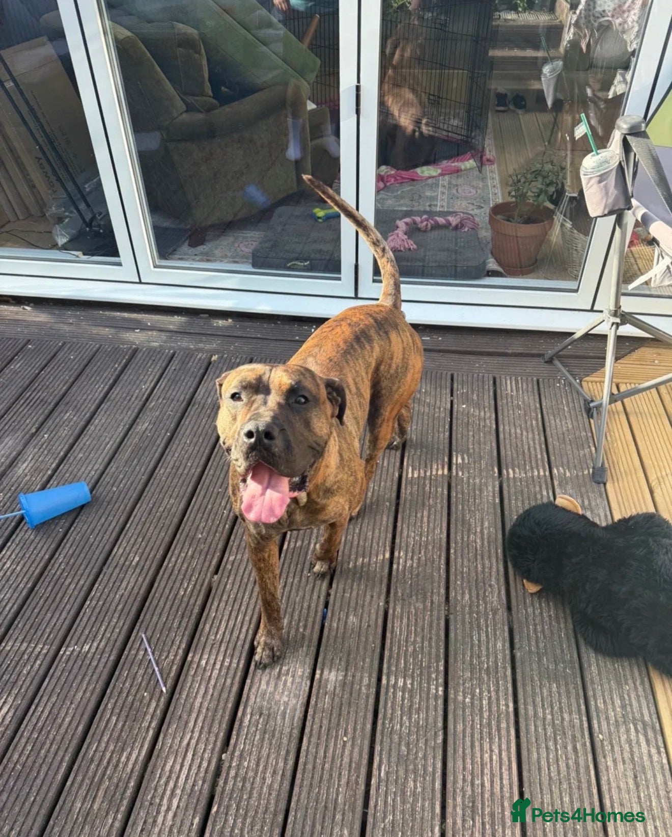 Mixed Breed dogs For sale - Advert 1