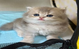 British Longhair cats for sale: Blue golden shaded of the world 🏆's offspring - Image 11