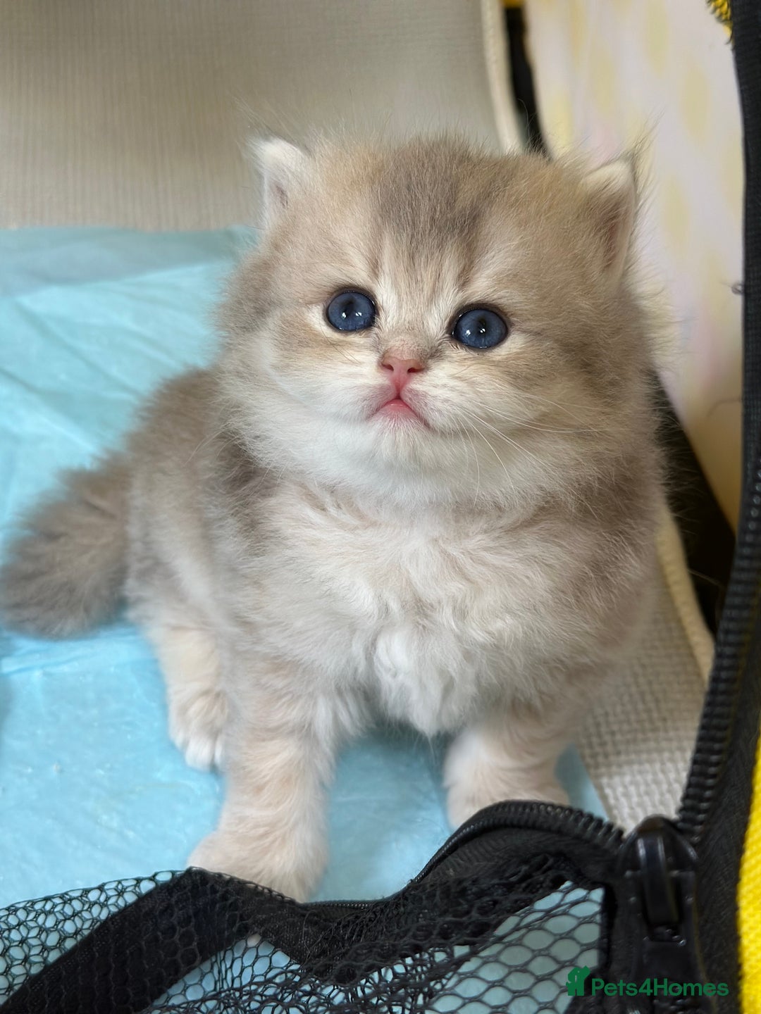British Longhair cats for sale: Blue golden shaded of the world 🏆's offspring - Image 11
