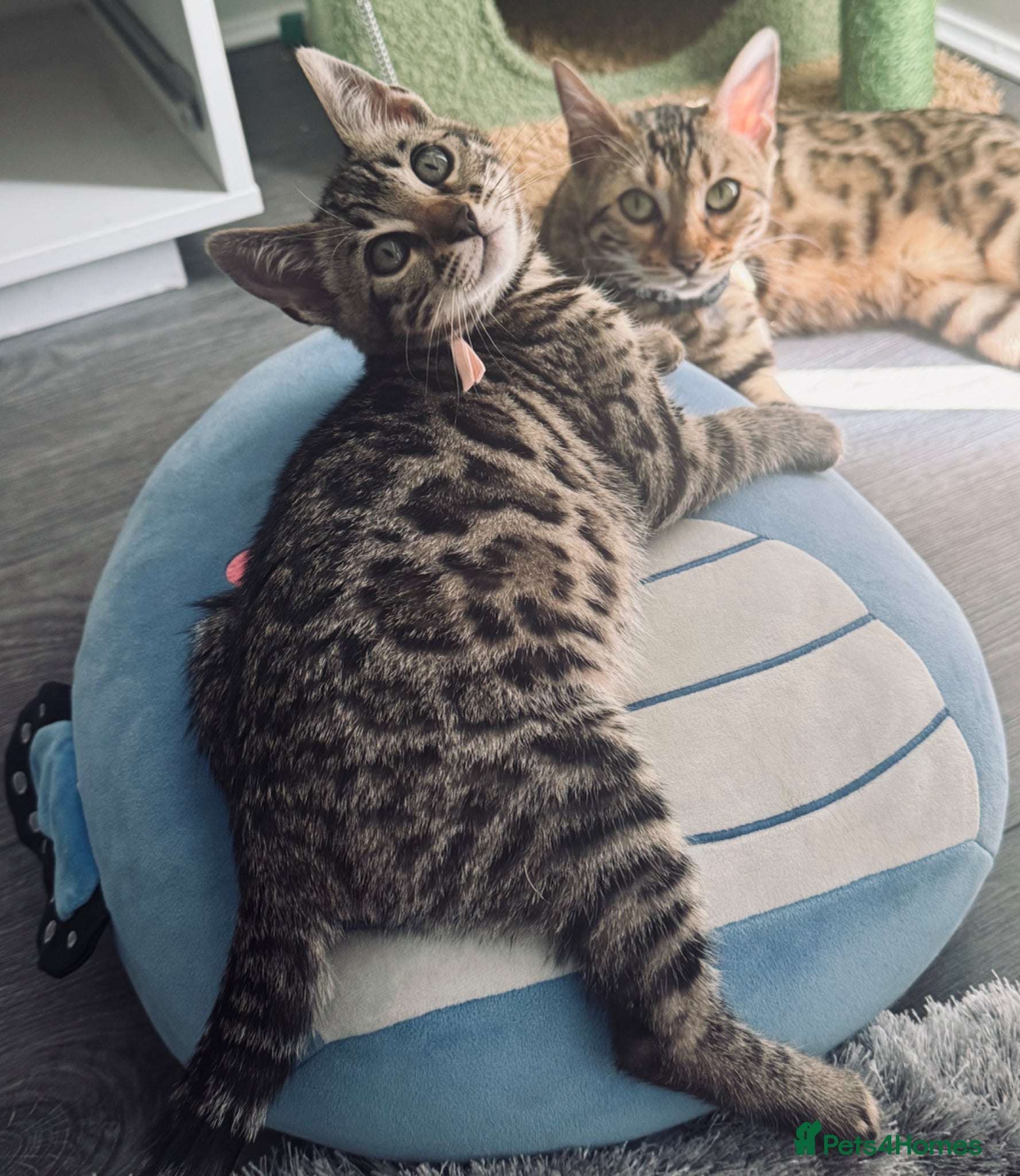 Bengal cats ✨ Beautiful Bengal Kittens✨ - Advert 16