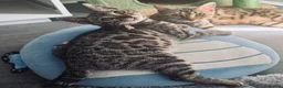 Bengal cats for sale: ✨ Beautiful Bengal Kittens-READY NOW!✨ - Advert 3