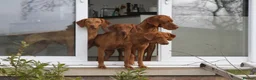 Hungarian Vizsla dogs for stud: Show Champion KC Reg Hungarian Vizsla for Stud in Brampton - Advert 12