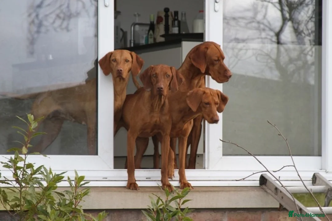 Hungarian Vizsla dogs for stud: Show Champion KC Reg Hungarian Vizsla for Stud in Brampton - Advert 12