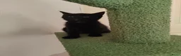 Mixed Breed cats for sale: Ready for their forever home  - Advert 5