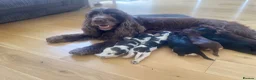Cocker Spaniel dogs for sale: Beautiful cocker spaniels  - Advert 6