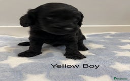 Cockapoo dogs for sale: Stunning F2 Cockapoo puppies fully DNA tested  - Image 28