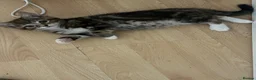 Domestic Shorthair cats for sale: 4 gorgeous male kittens 8weeks - Advert 19