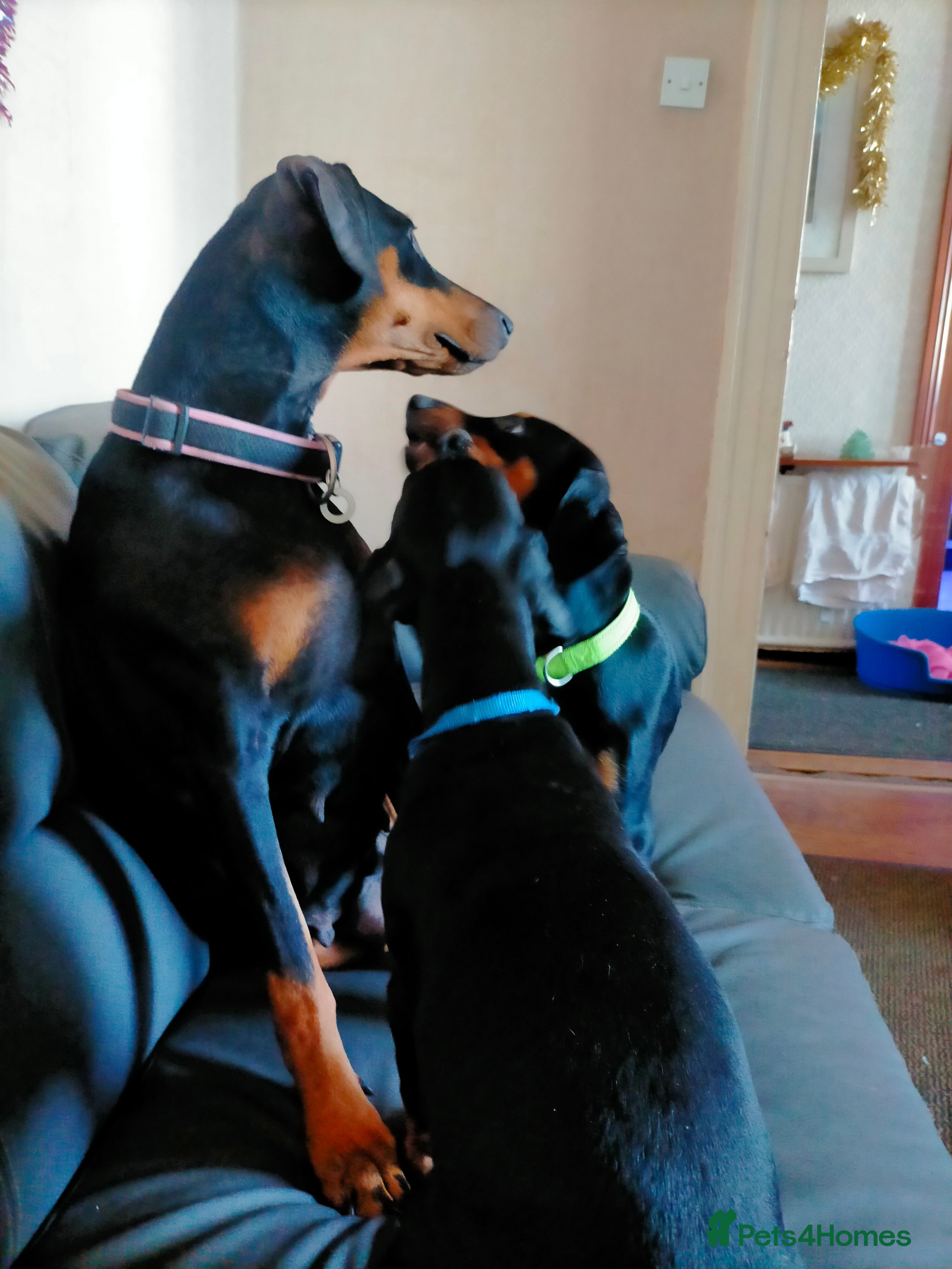 Dobermann dogs Dobermann puppies - Advert 1