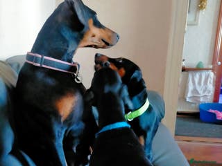Dobermann dogs Dobermann puppies - Advert 2