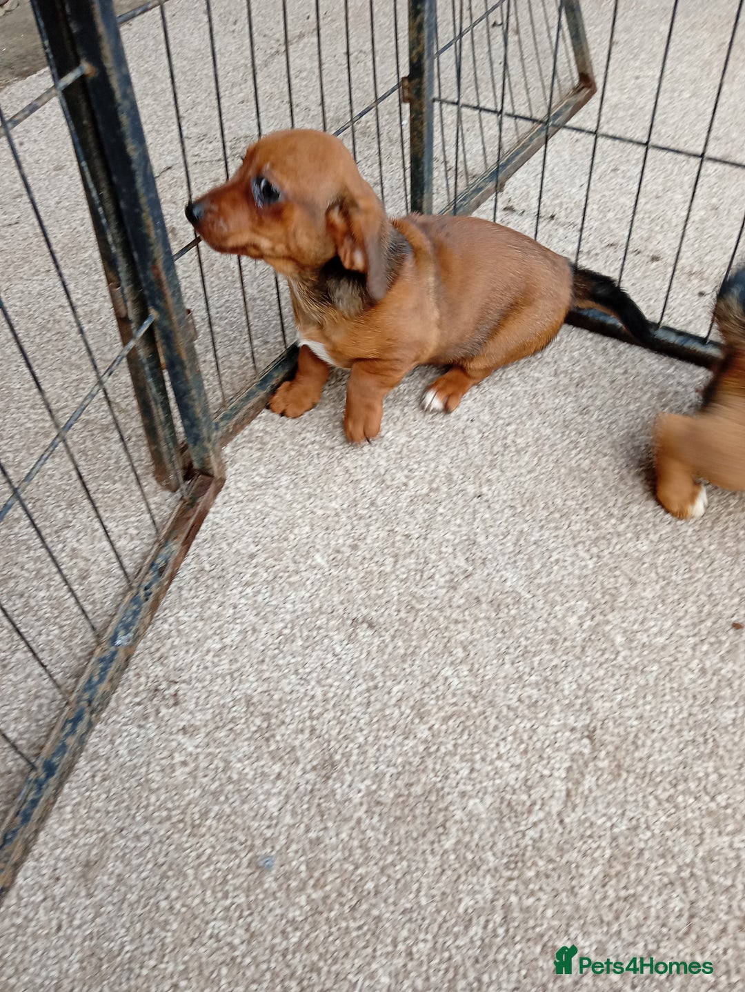Dachshund dogs for sale: Dachshund puppies - Advert 2