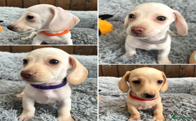 Miniature Dachshund dogs - Advert 11