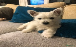 West Highland Terrier dogs for sale: Beautiful west highland puppies for sale - Image 21