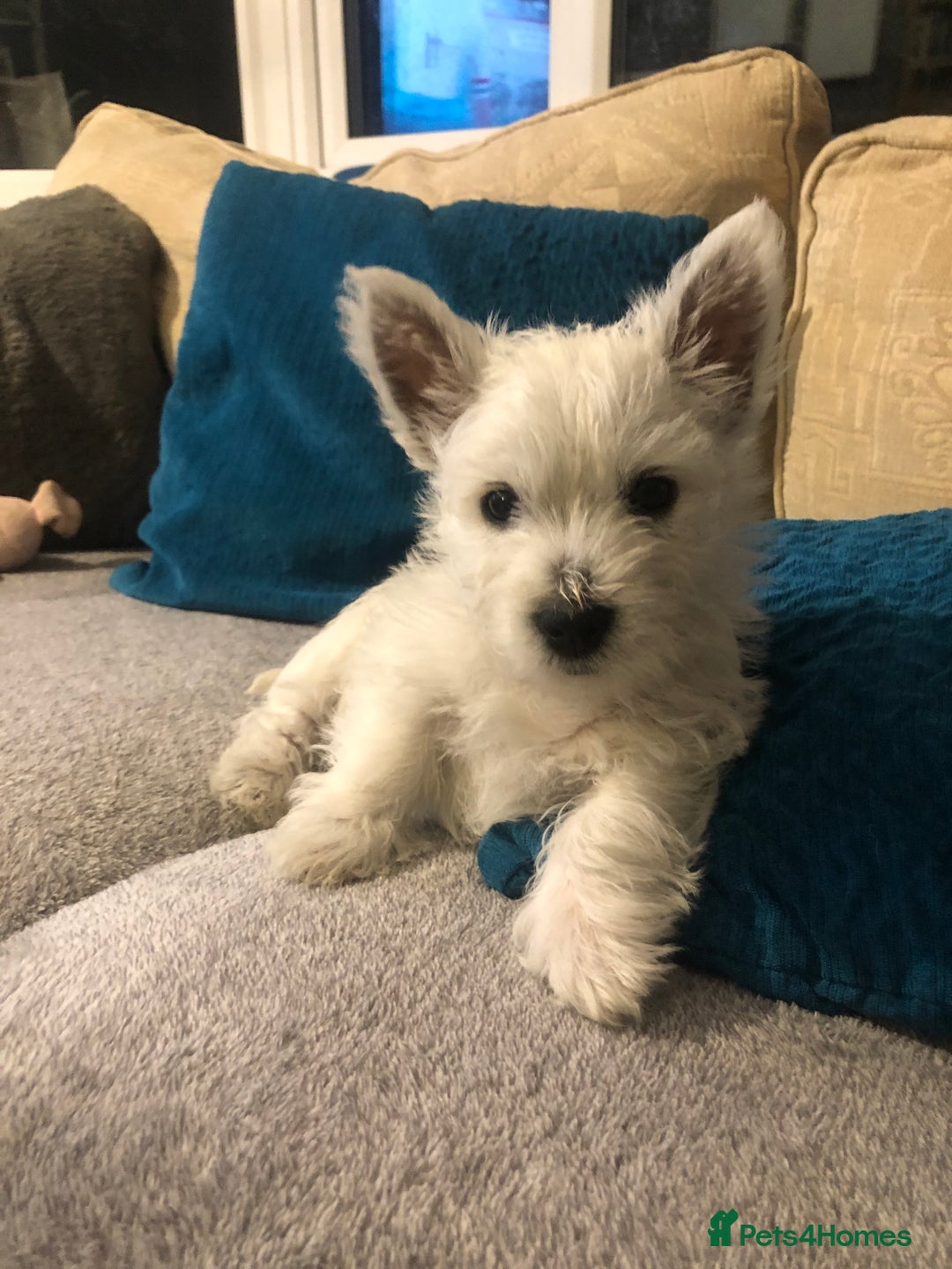 West Highland Terrier dogs for sale: Beautiful west highland puppies for sale - Image 21