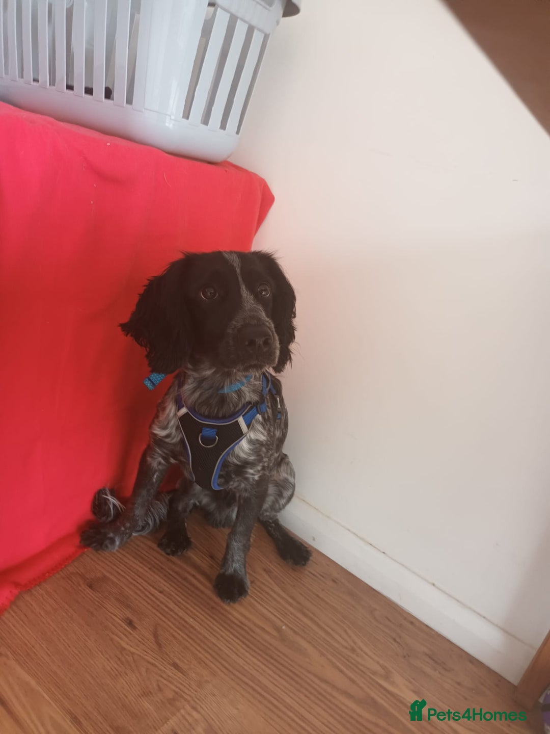 Sprocker dogs for sale: Sprocker puppy  - Advert 3