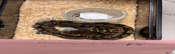 Python Snake reptiles for sale: Clown Clutch/Blackhead Mahogany  - Advert 4