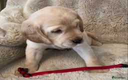 Cockerdor dogs for sale: Adorable f1 cockerdor puppies - Image 12