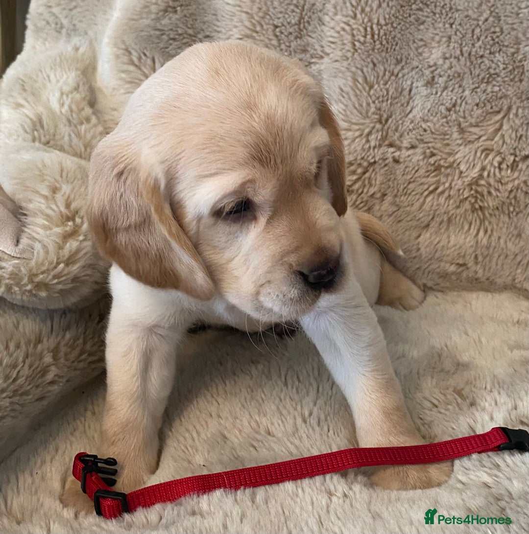 Cockerdor dogs for sale: Adorable f1 cockerdor puppies - Image 12
