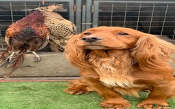 Cocker Spaniel dogs for sale: Beautiful KC Cocker Spaniel Pups - Black - Image 14