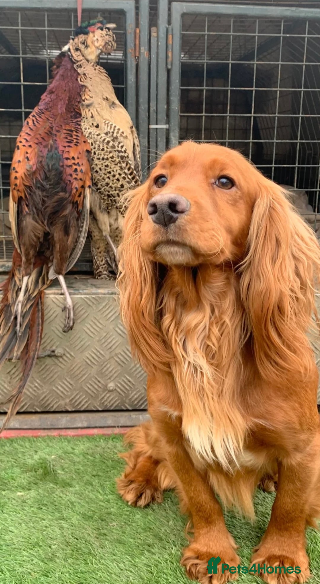 Cocker Spaniel dogs for sale: Beautiful KC Cocker Spaniel Pups - Black - Image 14