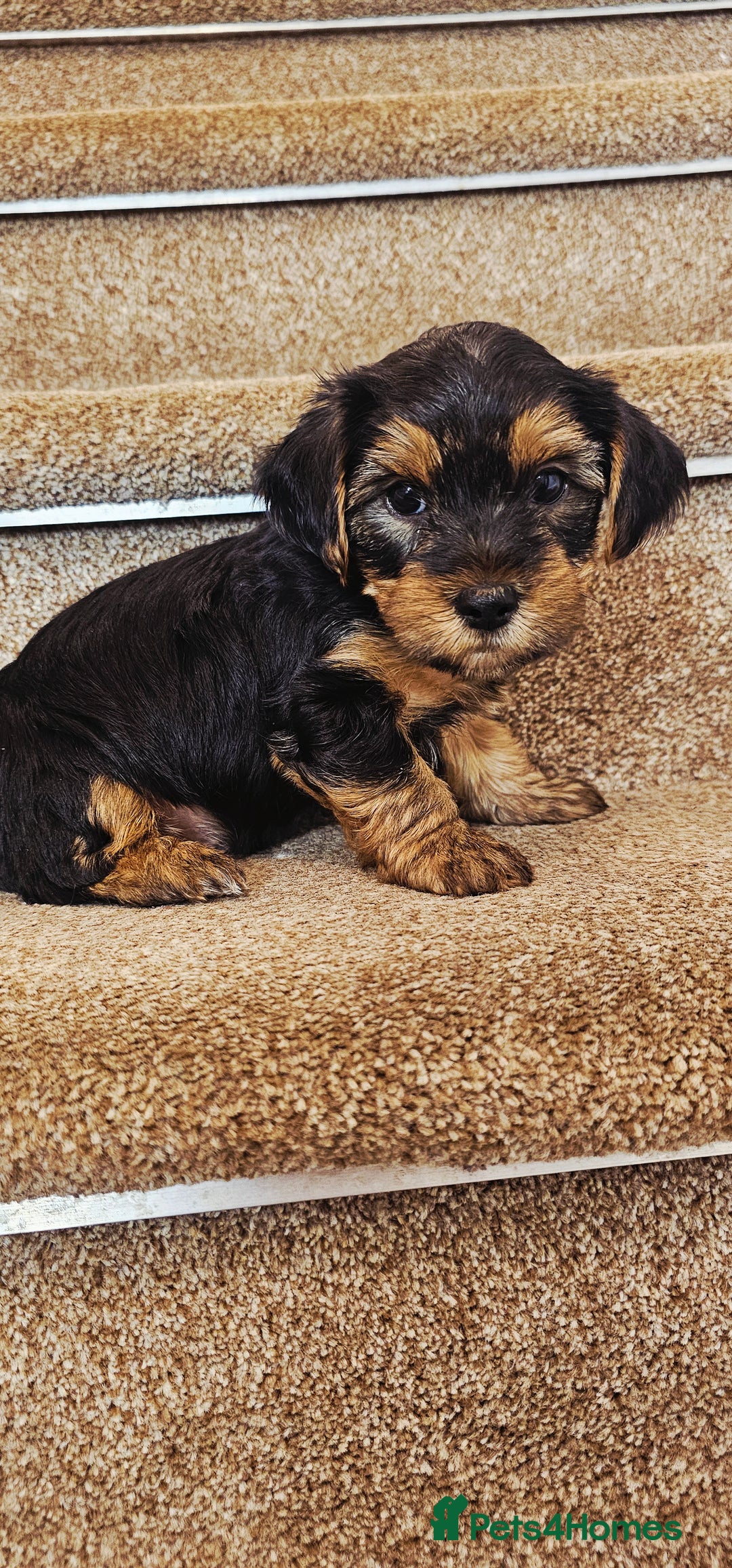 Yorkshire Terrier dogs for sale: Yorkshire Terrier puppies - Advert 37