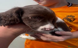 English Springer Spaniel dogs for sale: Springer spaniel pups ready now  - Image 18