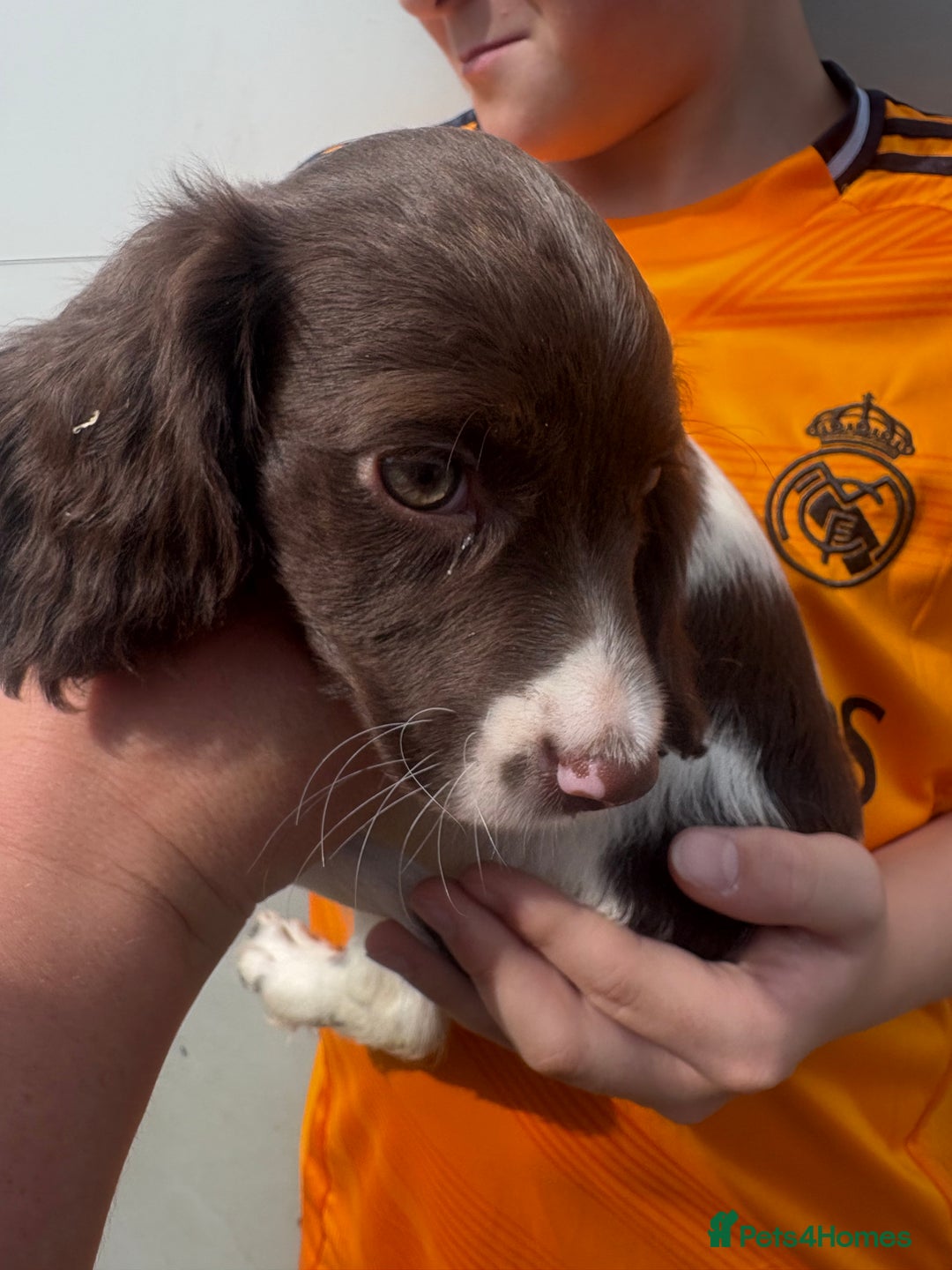 English Springer Spaniel dogs for sale: Springer spaniel pups ready now  - Image 18