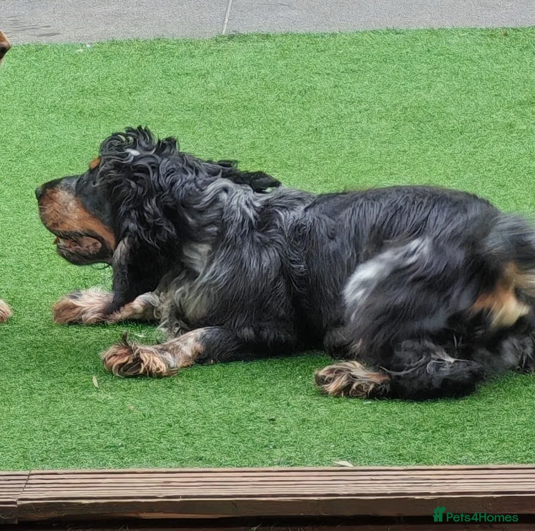 Cocker Spaniel dogs for stud: Show type cocker spaniel  - Advert 1