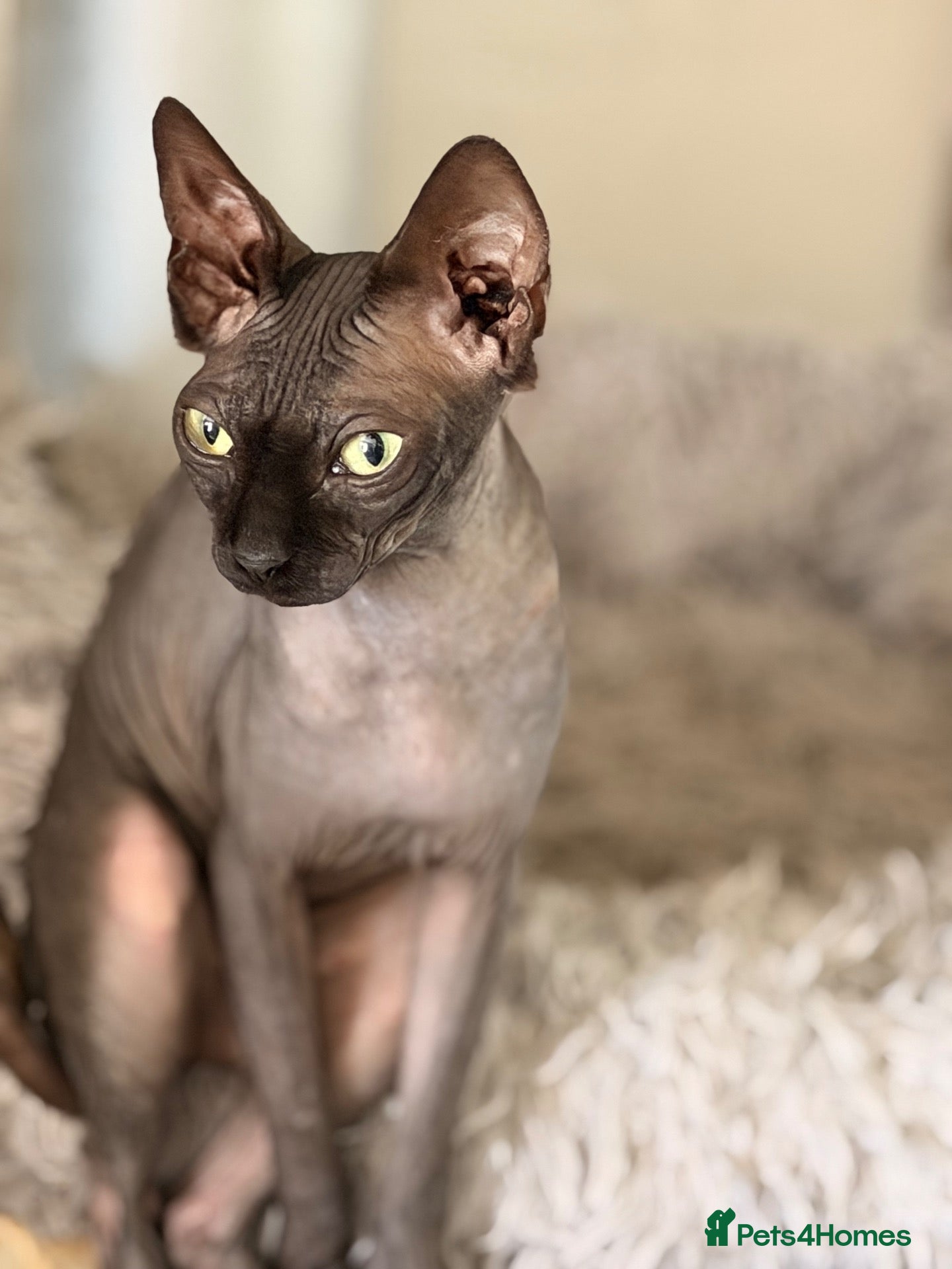 Sphynx cats Beautiful Sphynx baby girl - Advert 2