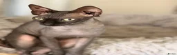 Sphynx cats for sale: Beautiful Sphynx baby girl - Advert 1