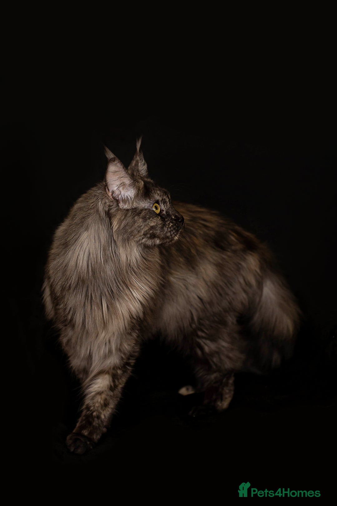 Maine Coon cats for sale: Maine Coon girl - Advert 9
