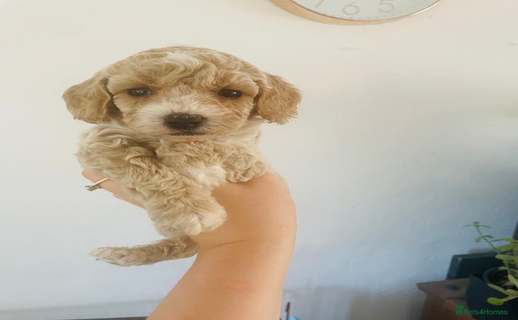 Cockapoo dogs - Advert 2