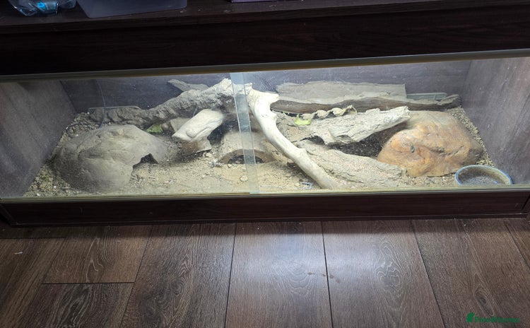 Monitor reptiles - Advert 1
