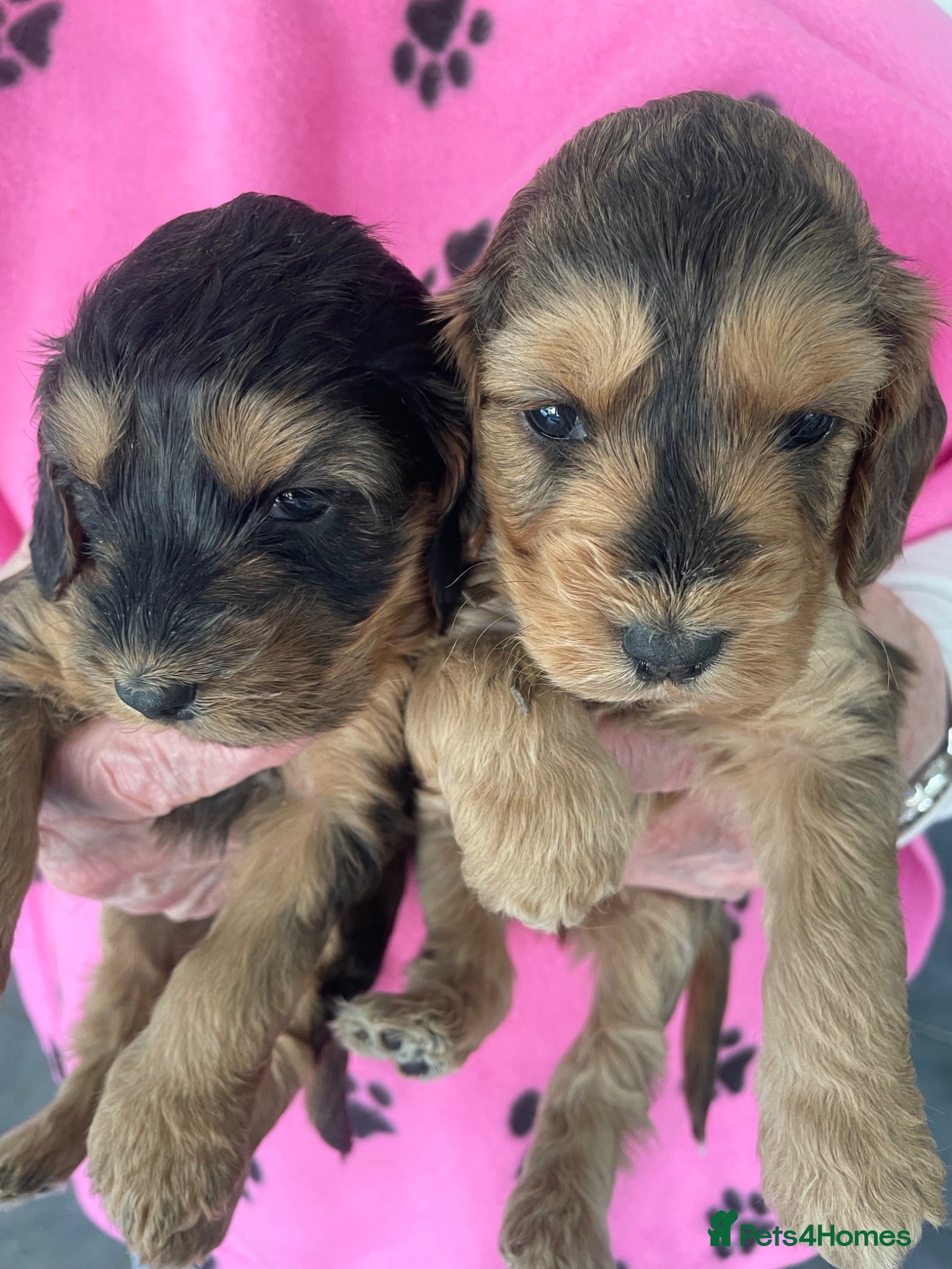 Cockapoo dogs F1 beautiful litter both parents DNA tested clear - Advert 2