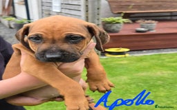 Rhodesian Ridgeback dogs for sale: Stunning Rhodesian RidgeBack Pups.. - Image 4