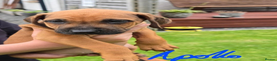 Rhodesian Ridgeback Puppy 3