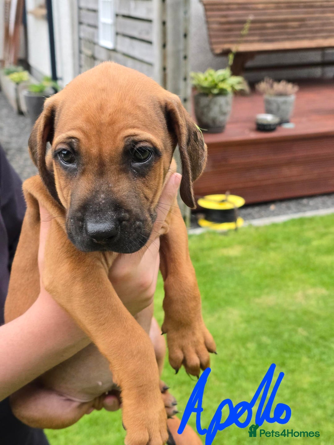 Rhodesian Ridgeback dogs for sale: Stunning Rhodesian RidgeBack Pups.. - Image 4