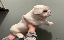 French Bulldog dogs for sale: Fluffy French Bulldogs  - Image 27